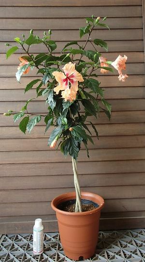 スタンダード仕立てハイビスカス（オレンジフラミンゴ） | 日本花卉