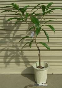 カニステル　苗　約70cm キング・カニステルエッグフルーツ（接木）：熱帯果樹苗 | 日本花卉