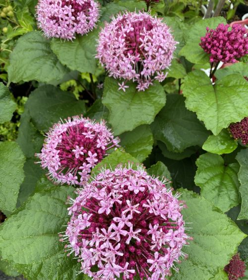 牡丹臭木（ボタンクサギ） 6寸ポット植え 牡丹草木 ＊花終わりです