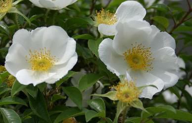 ナニワイバラ ナニワイノイバラ ナニワノバラ（難波薔薇） ポット植え