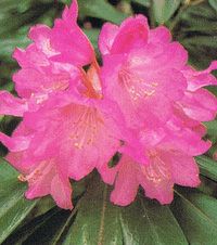 日本石楠花（本石楠花） | 日本花卉ガーデンセンター(本店)