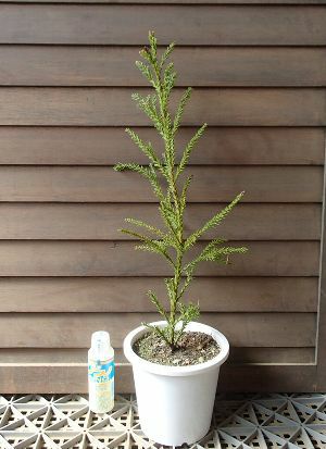 貴重品種「屋久杉」の苗木 5寸鉢植え＊樹形は様々です！ | 日本花卉