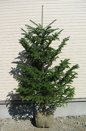 11月中旬以降発送・同梱不可】モミの木（根巻き苗） 樹高80cm内外