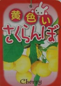 黄実さくらんぼ（サクランボ）：果樹苗 さくらんぼ 苗木 苗 接木