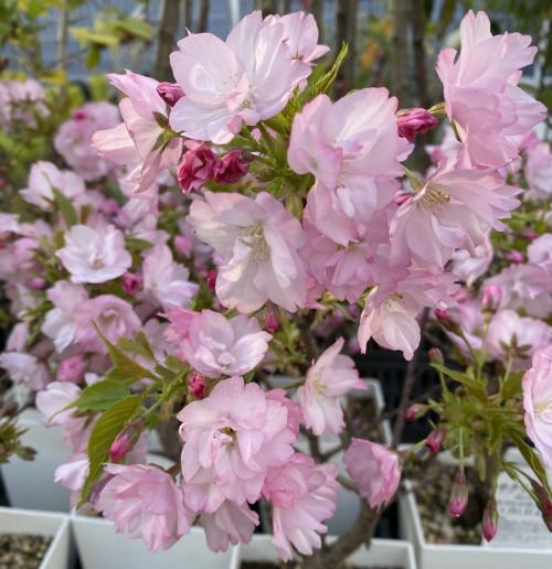 旭山桜　5寸スクエア鉢植え