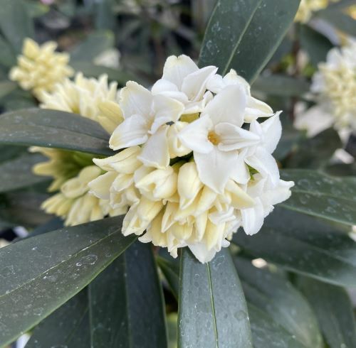 沈丁花（ジンチョウゲ） 白花 （4寸鉢植え） | 日本花卉ガーデン