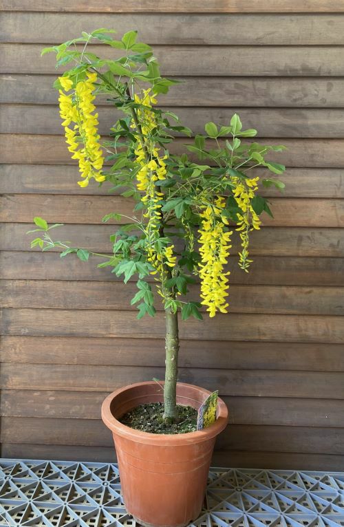 キングサリ（6寸鉢植え） 苗 苗木 黄花藤 ＊時期により必ずしも花付き
