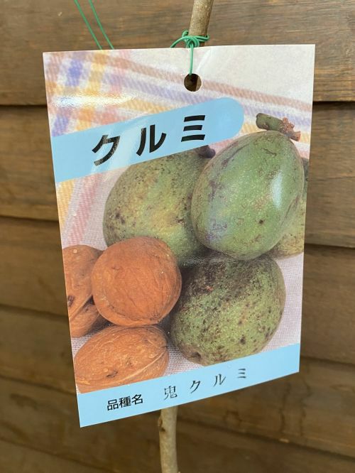 オニクルミ（鬼胡桃）：果樹苗 鬼クルミ オニグルミ | 日本花卉