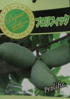 大株 鉢植え 接ぎ木】 ポポー プロリフィック：熱帯果樹苗 | 日本花卉