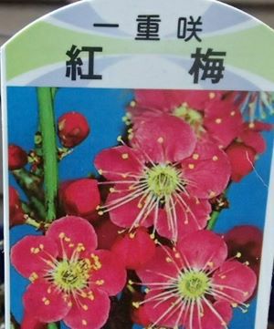 盆栽風花梅 （紅花一重咲 紅梅 大盃） 4寸鉢植え | 日本花卉ガーデン