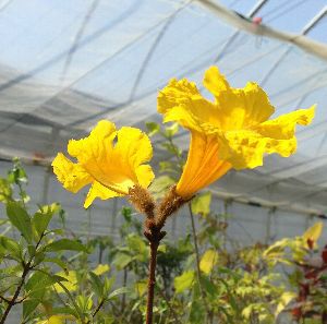 黄花 イペイの木 5寸鉢植え （イペーの木） | 日本花卉ガーデン