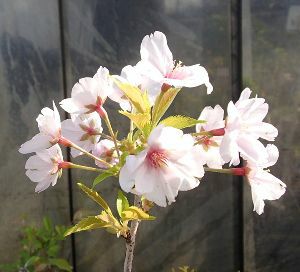 御殿場桜：ゴテンバザクラ（桜） 苗木 さくら 苗 サクラ | 日本花卉