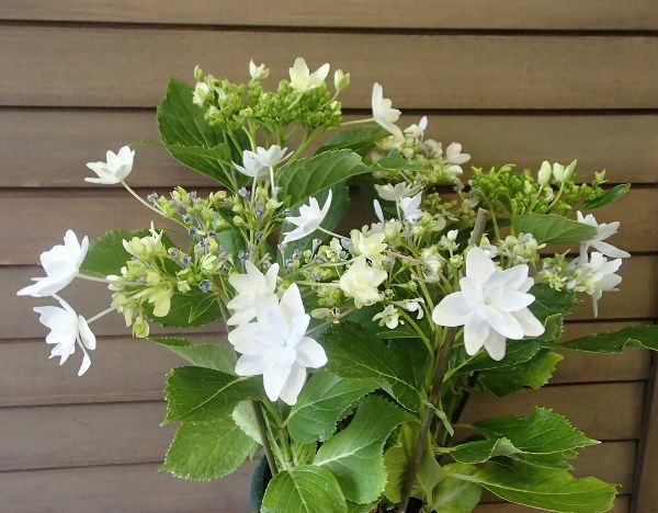 隅田の花火（スミダノハナビ）：紫陽花（墨田の花火） 苗 苗木 ポット