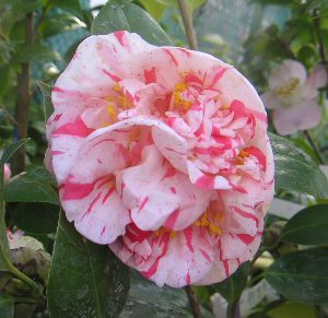 エクストラバガンザ：椿（ツバキ） 接木苗 | 日本花卉ガーデンセンター