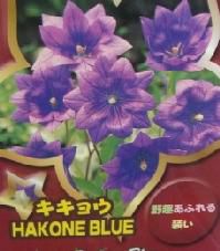 桔梗 八重咲きキキョウ（紫花） ＊二重咲き桔梗 | 日本花卉ガーデンセンター