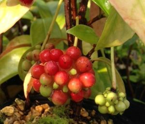 美男カズラ（ビナンカズラ）5寸鉢植え | 日本花卉ガーデンセンター(本店)