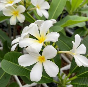 染井吉野桜