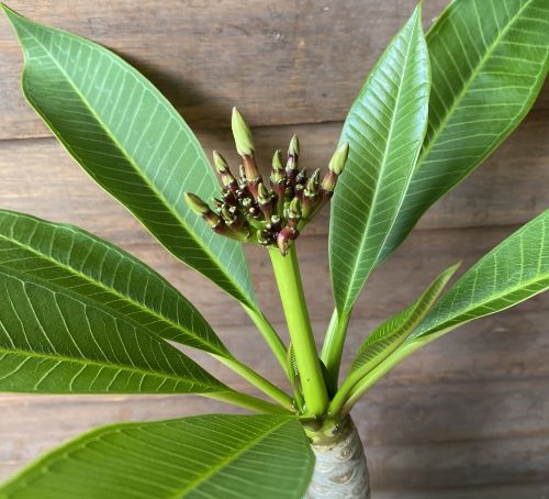 花芽付き】 プルメリア（花色未定） 1本立ち 4寸ポット植え 蕾付き