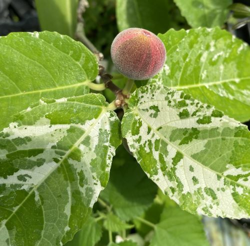 フィカス・アスペラ・パーセリー | 日本花卉ガーデンセンター(本店)