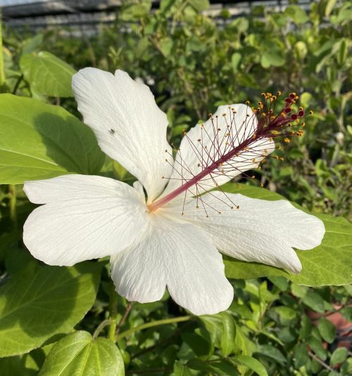 5寸鉢】 ハイビスカス プナルウエンシス（大輪白花ハイビスカス