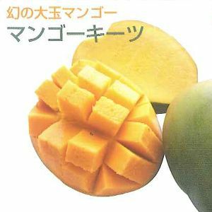 キーツマンゴー 接木苗（13.5センチポット植え）：熱帯果樹苗 | 日本