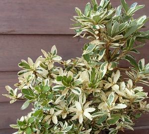 錦クマノ（斑入り葉サツキ） 4年生5寸鉢植え | 日本花卉ガーデン