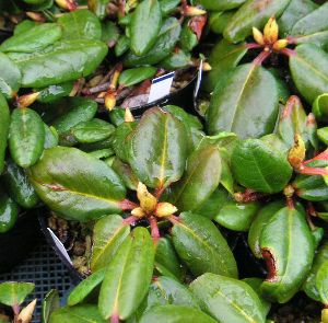 エリモシャクナゲ（石楠花）＊葉が黄色くなっております。 | 日本花卉