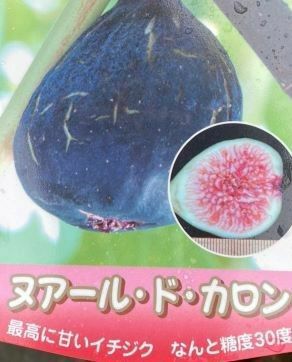 ヌアールドカロン（イチジク）：果樹苗 ＊お一人様1本でお願いします