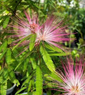 トキワネム：カリアンドラセロイ 5寸鉢植え（ネムノキ） | 日本花卉
