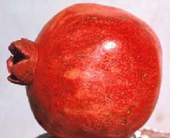 カリフォルニアザクロ