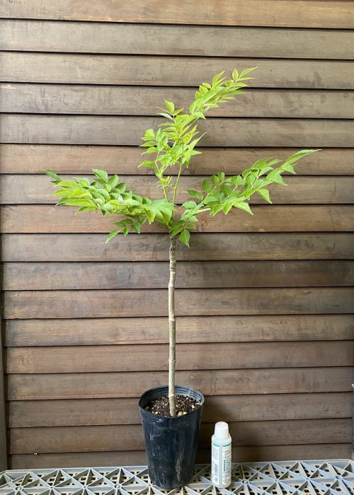 山菜！トゲナシタラの木（樹高30～60センチ程度）：果樹苗 トゲナシ