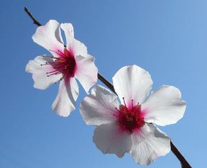 アーモンド（接ぎ木苗 ポット植え） ：果樹苗 苗 苗木 | 日本花卉