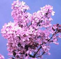ライラック （桃色花 桃花 ピンク花） 苗木 苗 | 日本花卉ガーデン