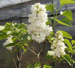 ライラック （白花） 苗木 苗 | 日本花卉ガーデンセンター(本店)