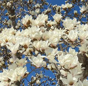 白木蓮（白花木蓮 ハクモクレン） ハクレン 樹高100センチ程度 苗 苗木