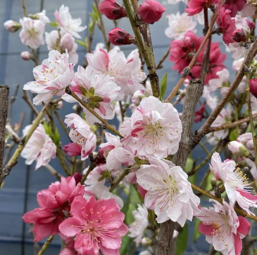 源平桃：花桃 ハナモモ 苗木 苗 はなもも | 日本花卉ガーデンセンター