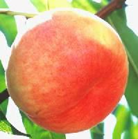 大久保（桃）：果樹苗 桃の苗木 | 日本花卉ガーデンセンター(本店)