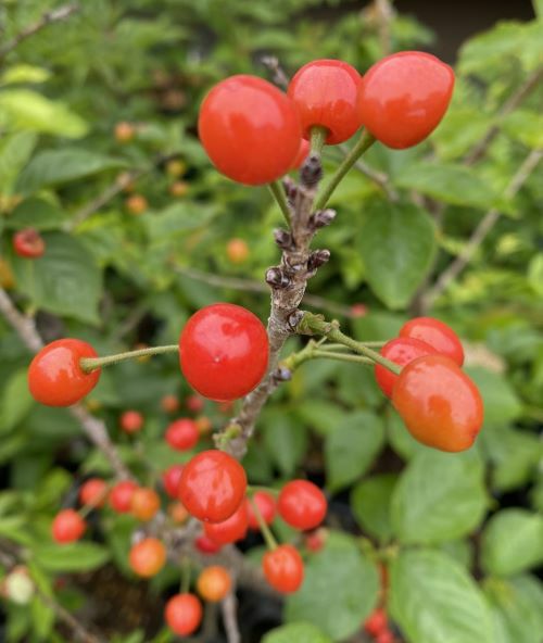 暖地桜桃（サクランボ）：果樹苗 さくらんぼ 苗木 苗 接木 | 日本花卉
