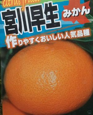宮川早生温州みかん：果樹苗 柑橘苗 苗木 接木 苗 みかん | 日本花卉