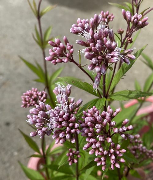 濃色 藤バカマ (濃色フジバカマ） 4寸鉢植え 苗 苗木 藤袴 | 日本花卉