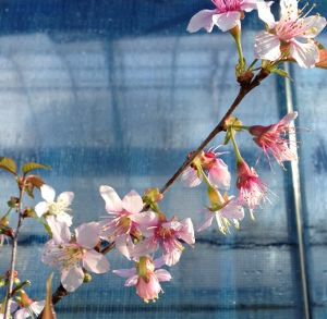 ヒマラヤ桜 選抜種 （5寸鉢植え）：ヒマラヤザクラ（桜） 苗木 さくら