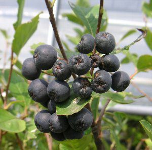 大株 アロニア チョコレートベリー（チョコベリー） 樹高70～90センチ