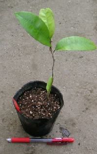 スターアップル：熱帯果樹苗 | 日本花卉ガーデンセンター(本店)