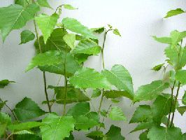 白樺（シラカバ） ＊シンボルツリーにいかがですか？ | 日本花卉