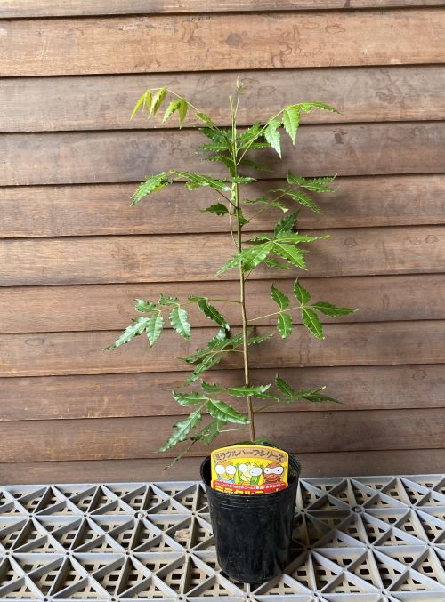 ミラクルニーム（インドセンダンニーム）4寸ポット植え | 日本花卉