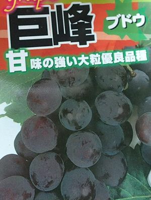 巨峰（ブドウ 挿し木苗）：果樹苗 | 日本花卉ガーデンセンター(本店)