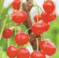 紅秀峰（サクランボ）：果樹苗 さくらんぼ 苗木 苗 接木 | 日本花卉