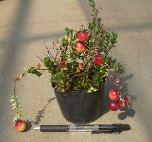 クランベリー（ポット植え）：果樹苗 | 日本花卉ガーデンセンター(本店)