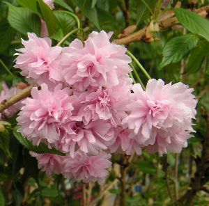 菊枝垂れ桜：キクシダレザクラ（桜） 苗木 さくら 苗 サクラ | 日本