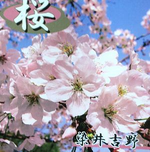 染井吉野桜